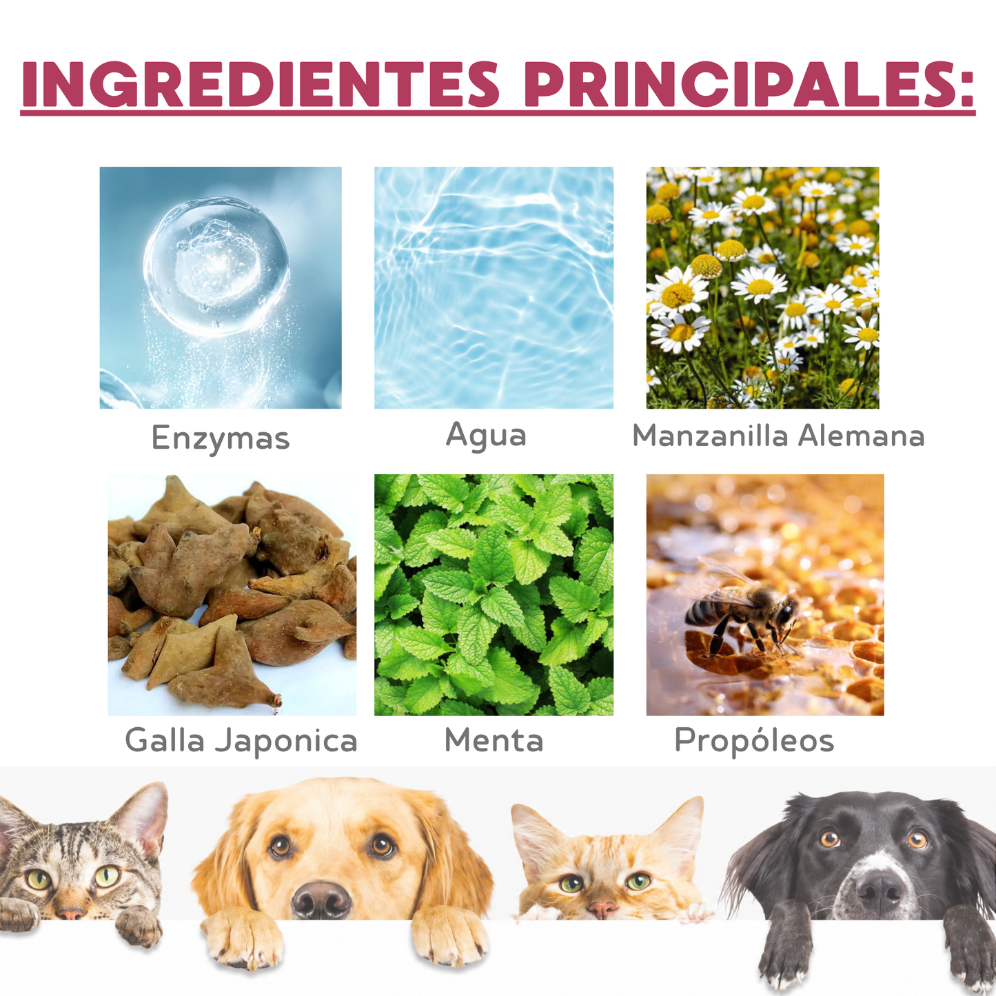 FresquiPet